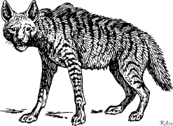 hyena Pagine Di Culore Stampabile